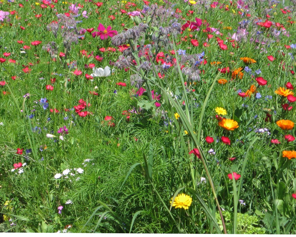 parterre_de_fleurs_mo_copier_.jpg - JPEG - 370.3 ko - 960×768 px